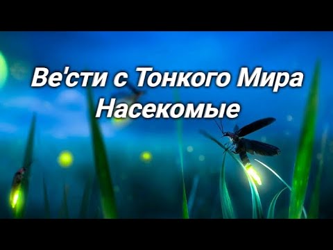 Видео: Фэг. Ве'сти с Тонкого Мира. Насекомые