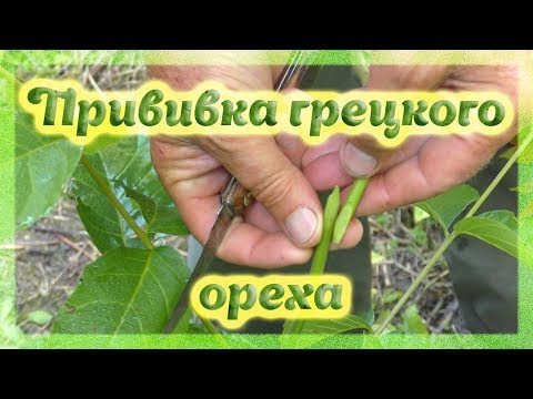 Видео: Методы прививки Грецкого ореха. Walnut grafting methods.