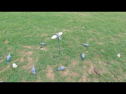 Видео: Как установить приманки для охоты на голубей