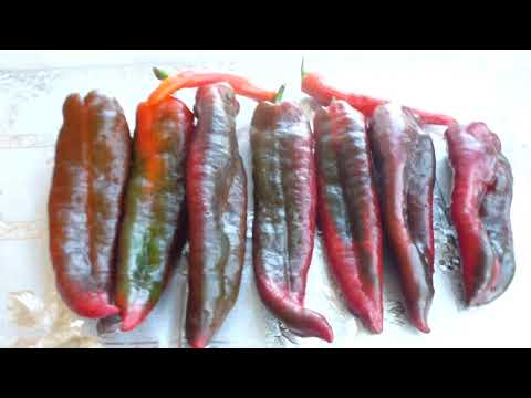 Видео: Перец Свит Поинт и Квадро