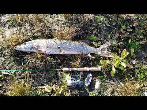 Видео: #288 | #Мормышинг &  #Микроджиг | Проводы осени | Плотва, окунь щука |