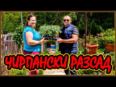 Видео: Разсад от ПРОФЕСИОНАЛИСТ! Засадихме доматите 🍅| Зеленчукова градина на село