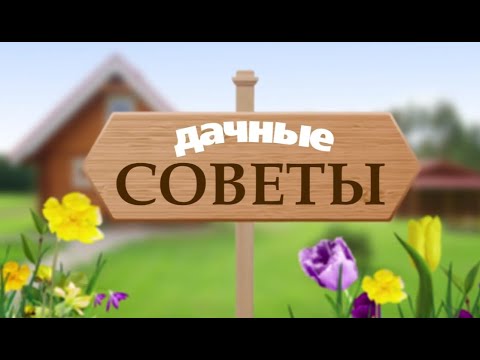 Видео: ДАЧНЫЕ СОВЕТЫ 25.08.2022