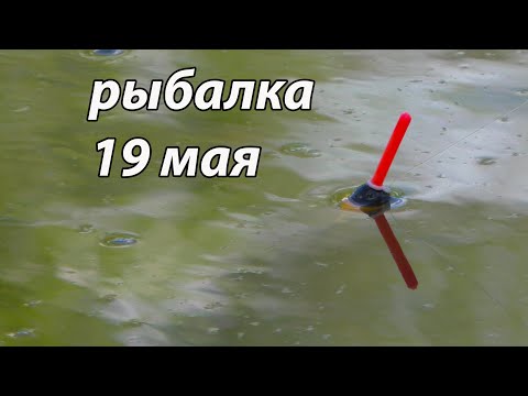 Видео: ЗАБЫЛ НАЖИВКУ  и начался  СУПЕР жор .Рыбалка в мае 2022