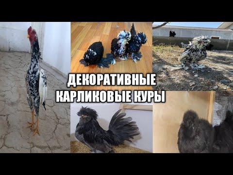 Видео: Декоративные Карликовые куры UZB