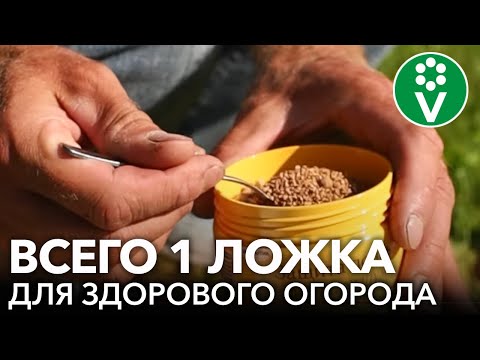 Видео: УНИКАЛЬНЫЙ ФУНГИЦИД:  все болезни исчезнут, а плоды можно срывать уже через полчаса