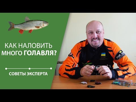 Видео: Как наловить много голавля? | Советы эксперта