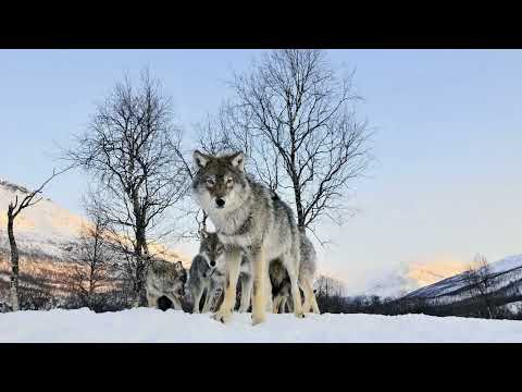 Видео: 24 января 2022 г.(4)