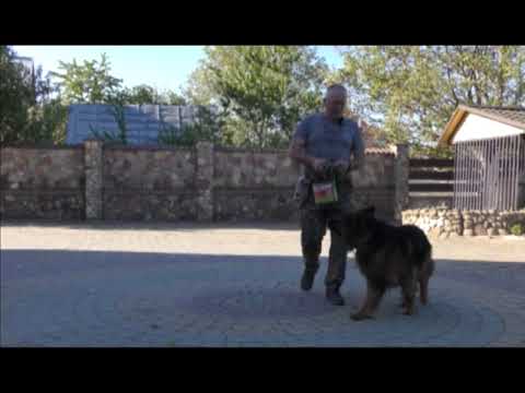 Видео: Німецька вівчарка Зело. Як варто використовувати на практиці команди.