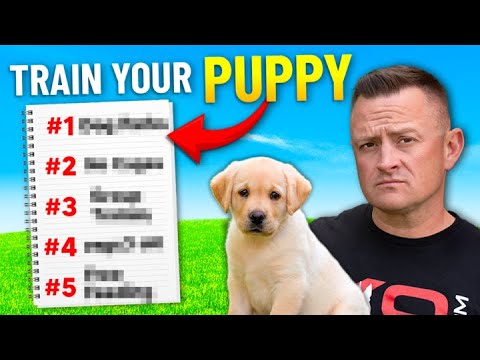 Видео: Как дрессировать щенка! — 5 простых шагов