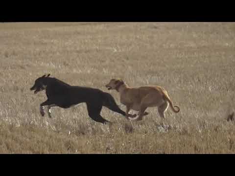 Видео: Межрегиональные Состязания Грейхаундов По Зайцу Русаку