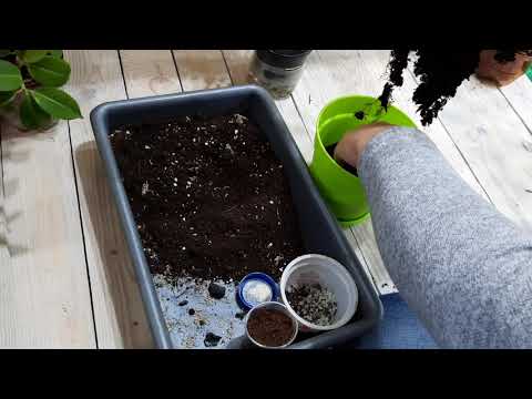 Видео: Мои комнатные растения.// Супер обрезка и формирование свинчатки