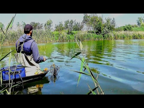 Видео: Ловлю рибу під ногами, на короткі удочки