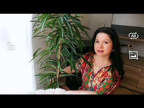 Видео: ФИКУС БЕНЕДИКТ /ФИКУС АЛИ/#цветы #влог #мотивация #