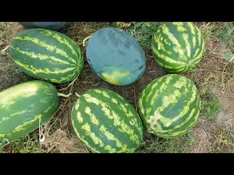 Видео: Выращивание арбузов