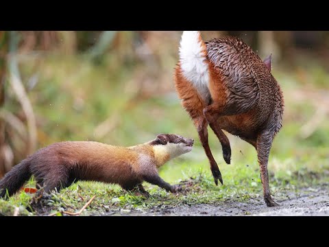Видео: Гроза оленей и обезьян! Харза – Самая большая и кровожадная КУНИЦА!
