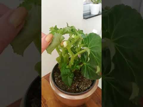 Видео: обрезка бегонии Элатиор после цветения