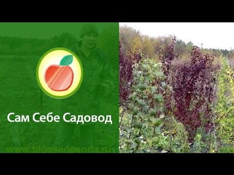 Видео: Питомник плодовых деревьев с нуля