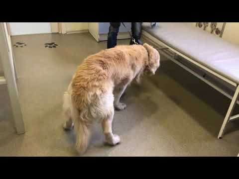 Видео: Вестибулярный синдром у собаки / Vestibular syndrome in dog