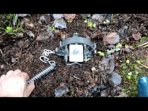 Видео: Проверка капканов 14.11 Дуплет по енотам.