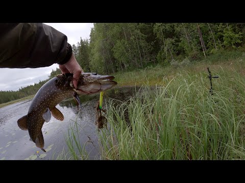 Видео: РЫБАЛКА НА ЛЕСНОМ ОЗЕРЕ И МИКРОРЕЧКЕ. Щука на спиннинг.