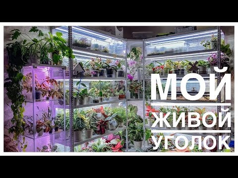 Видео: Обзор моего живого уголка 😊 | Комнате растения и не только | 25.11.2022г.