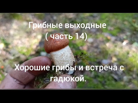 Видео: Грибные выходные ( часть 14) Хорошие грибы и встреча с гадюкой. 