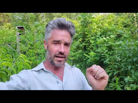 Видео: Ягода гуми — обсуждение размножения