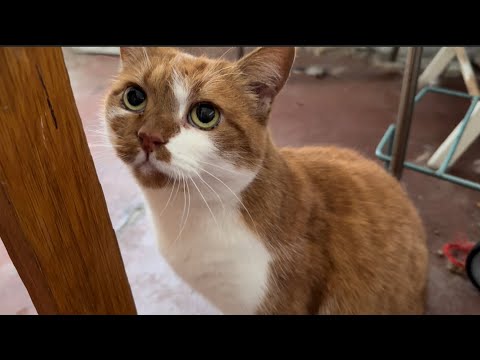 Видео: Кому хорошего котика? #лайф #искусство 