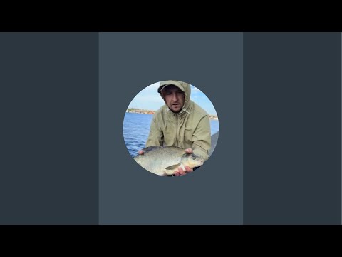Видео: Рыбалка 🎣