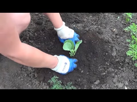 Видео: Как правильно садить капусту рассадой в открытый грунт