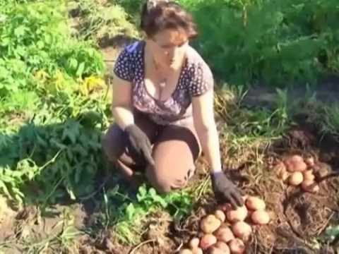 Видео: "Картофель под мульчей"
