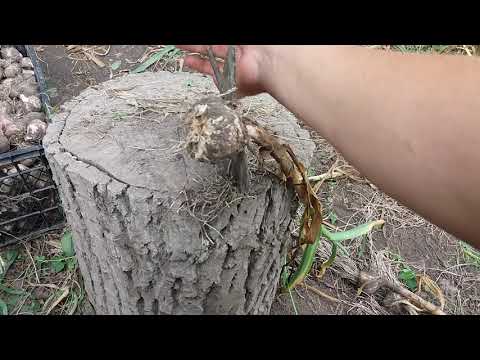 Видео: Приспособление для быстрой обрезки чеснока из сегментов.