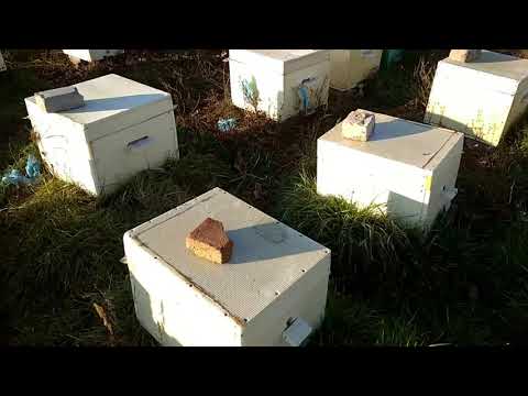 Видео: Улья ППС, грызут или нет 5+ лет в использовании