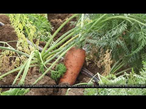 Видео: Волгоградский фермер рассказал, как вырастить самую вкусную морковь