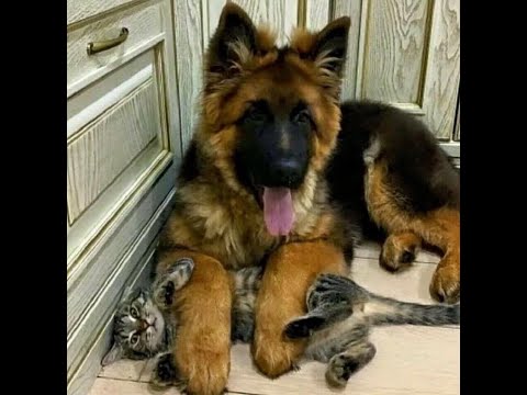 Видео: 😺 Как усмирить кота?! 🐶 Смешное видео с собаками, кошками и котятами! 🐱