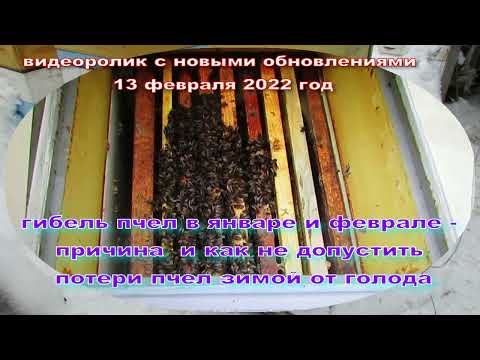 Видео: гибель пчел в январе и феврале - причина, и как подстраховаться от потерь пчел ( 13.02.2022 )