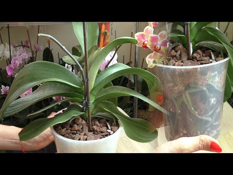 Видео: ИНТЕРЕСНАЯ пересадка ДОМАШНЕЙ КРАСИВОЙ орхидеи! РАБОТА В УДОВОЛЬСТВИЕ!