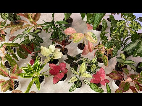 Видео: Комнатные цветы.Моя коллекция аглаонем