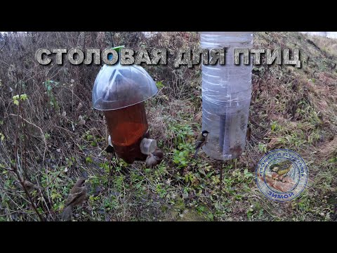 Видео: Кормушка для птиц 4 ноября 2025 года (01)
