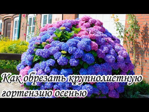 Видео: Как обрезать крупнолистную гортензию осенью. Как не остаться без цветов у гортензии