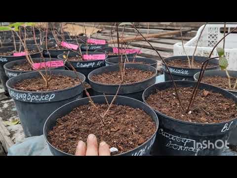 Видео: Работаем 🤗