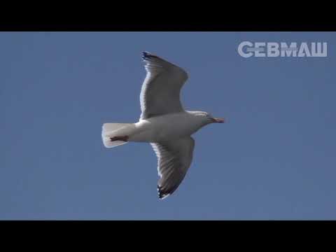 Видео: Пою тебе, Северодвинск!