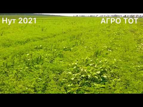 Видео: Нут опыт выращивания 2021 АГРО ТОТ