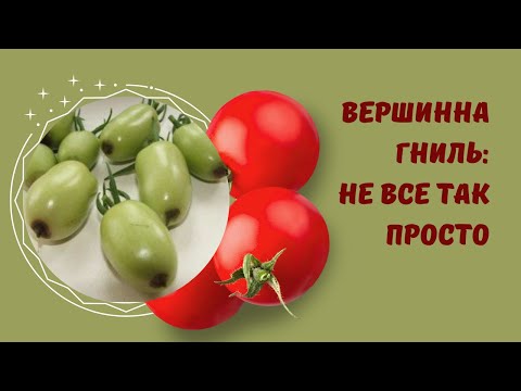 Видео: Вершинна гниль: чому виникає і як запобігти