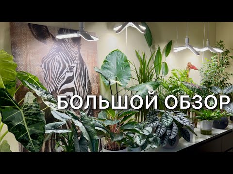 Видео: Обзор комнатных растений в интерьере Алоказии Аглаонемы Монстеры Фикус Драцена Хамедорея