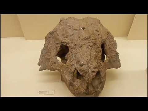 Видео: Палеонтологический музей москвы