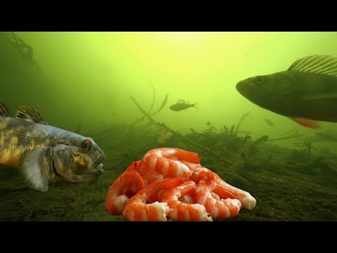 Видео: Эта РЫБА обожает креветку! Рыбалка на креветку. Подводная съемка
