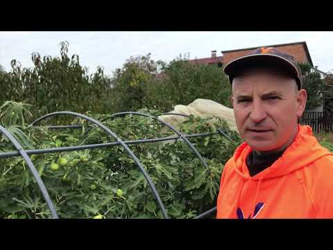 Видео: Выращивание инжира Киевская область