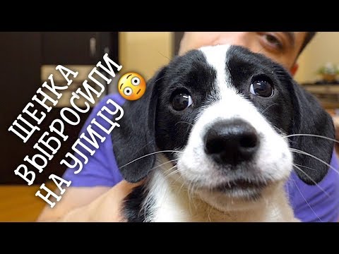 Видео: Самый милый щенок. Выбросили на улицу. Ищу семью.